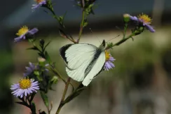 Garden white (Pieris)