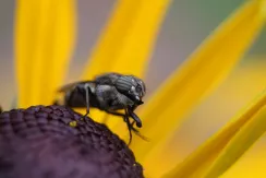 Locust Blowfly