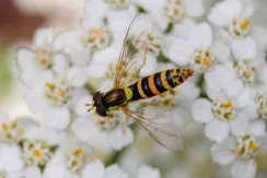 Sphaerophoria hoverfly