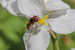 Syrphe à tache en virgule