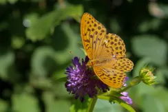 Silver-washed fritillary