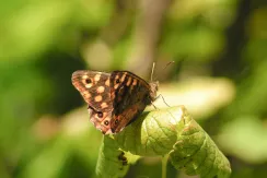 Speckled wood