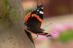 Red Admiral