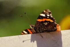 Red Admiral