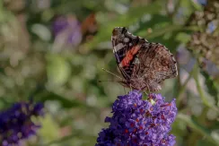 Red Admiral