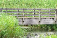 Oléron Island (the marsh at Bris)