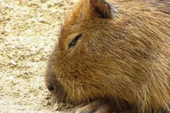 Capybara