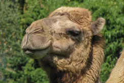 Bactrian Camel