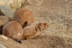 Prairie Dog