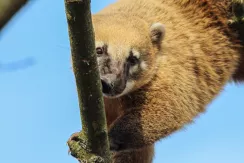 Coati roux