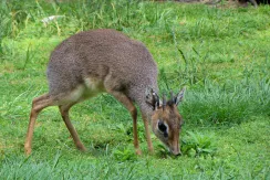 Dik-dik de Kirk