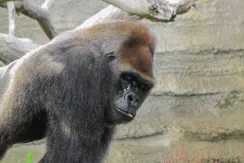 Western Gorilla