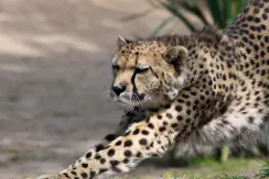 Cheetah