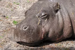 Pygmy Hippopotamus