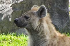 Spotted Hyaena