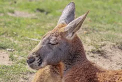 Red Kangaroo