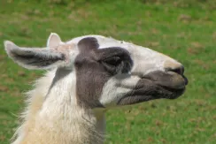 Llama