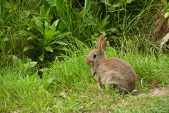 Lapin de garenne