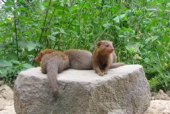 Dwarf Mongoose