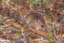 Field mouse