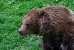 Brown Bear