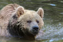 Brown Bear