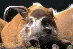 Red River Hog