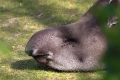 Tapir terrestre