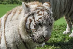 Tigre blanc