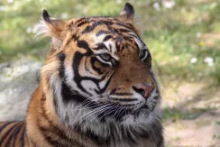 Tigre