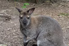 Wallaby de Bennett