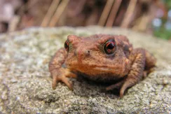 Common Toad