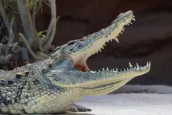 Nile Crocodile