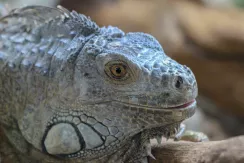 Green iguana