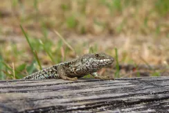 Common wall lizard