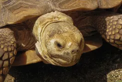 Aldabra giant tortoise